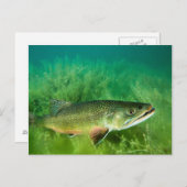 Lake Trout Portrait, Emerald Lake, Montana Briefkaart (Voorkant / Achterkant)