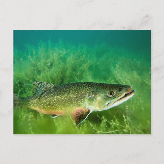Lake Trout Portrait, Emerald Lake, Montana Briefkaart (Voorkant)