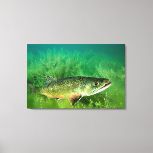 Lake Trout Portrait, Emerald Lake, Montana Canvas Afdruk