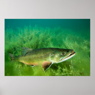 Lake Trout Portrait, Emerald Lake, Montana Poster
