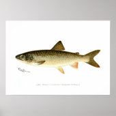 Lake Trout Poster (Voorkant)