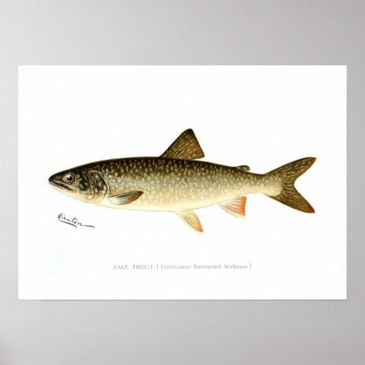 Lake Trout Poster (Voorkant)