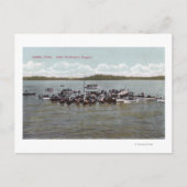 Lake Washington Regatta Scene Briefkaart (Voorkant)