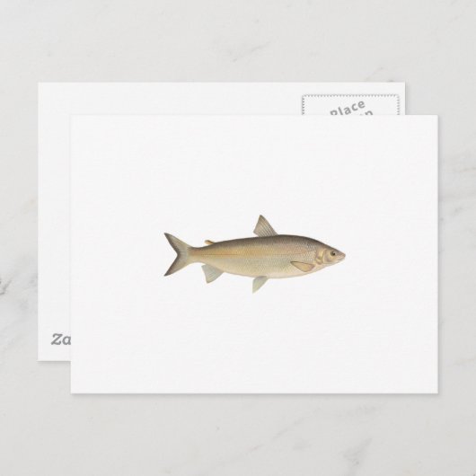 Lake Whitefish Briefkaart (Voorkant / Achterkant)