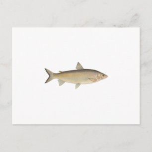 Lake Whitefish Briefkaart