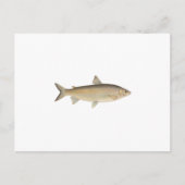 Lake Whitefish Briefkaart (Voorkant)