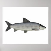Lake Whitefish Poster (Voorkant)
