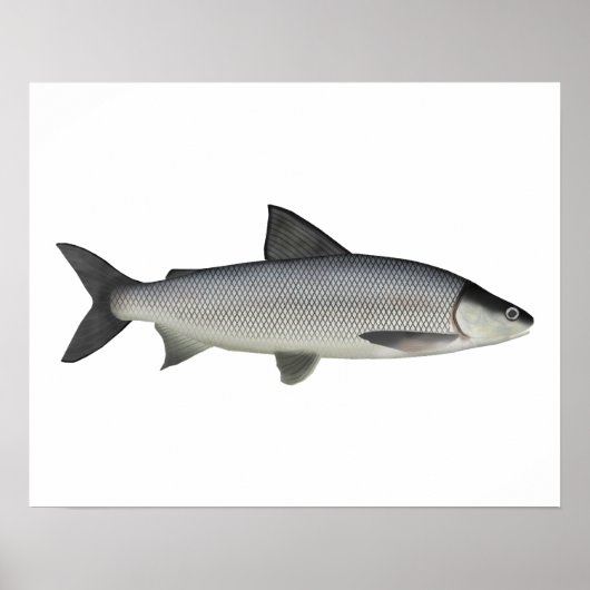 Lake Whitefish Poster (Voorkant)