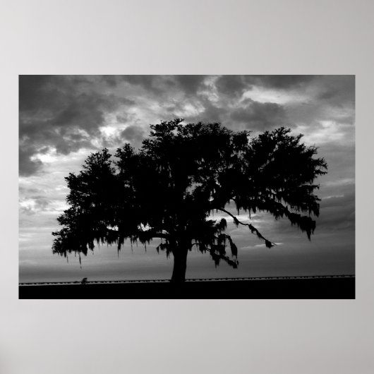 Lakefront Live Oak Poster (Voorkant)