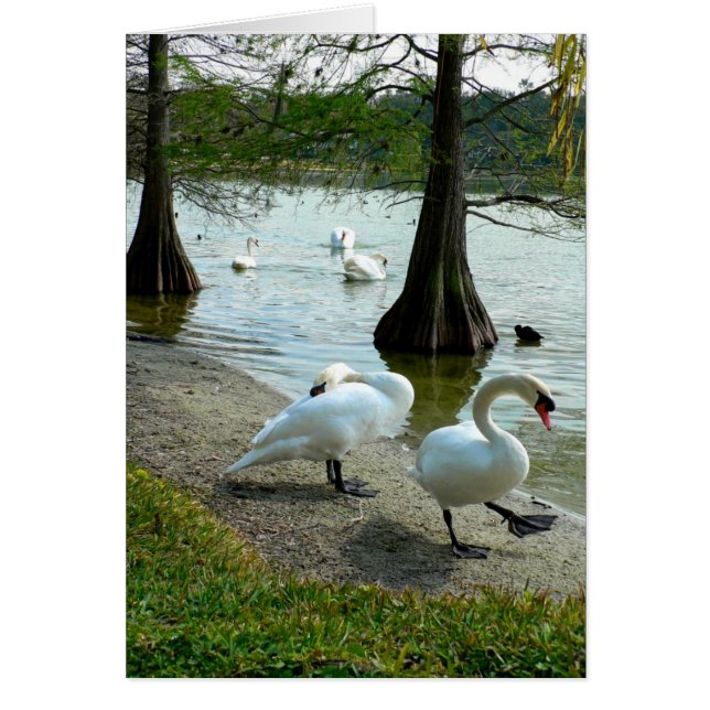 Lakeland Swans (Voorkant)