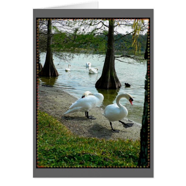 Lakeland Swans (Voorkant)