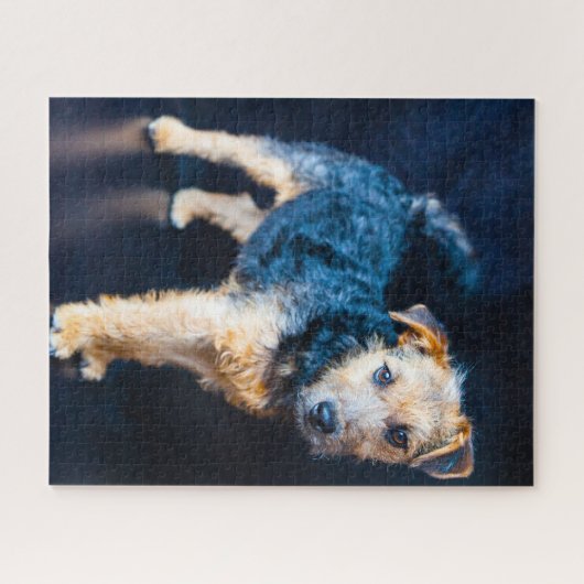 Lakeland Terrier Dog. Legpuzzel (Horizontaal)
