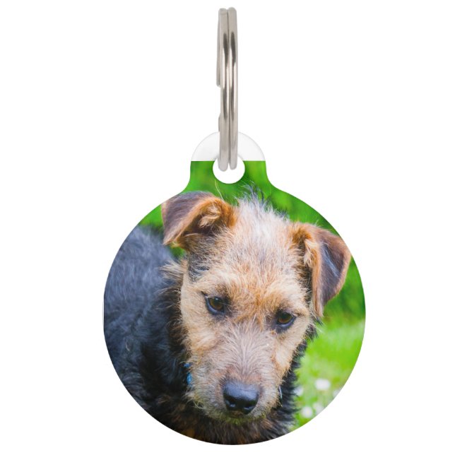 Lakeland Terrier. Huisdierpenning (Voorkant)