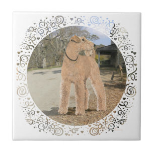 Lakeland Terrier in de stal Tegeltje