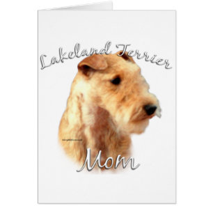 Lakeland Terrier Ma 2