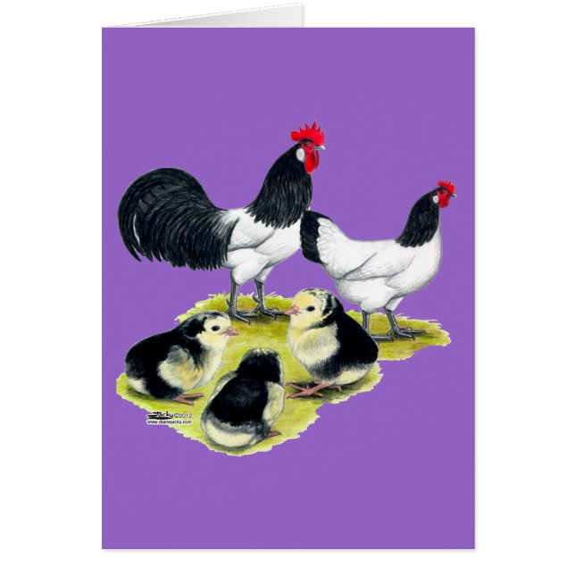Lakenvelder Chicken Family (Voorkant)
