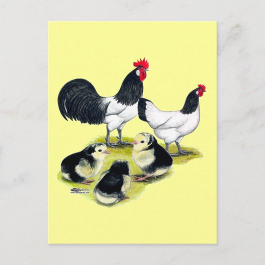 Lakenvelder Chicken Family Briefkaart (Voorkant)