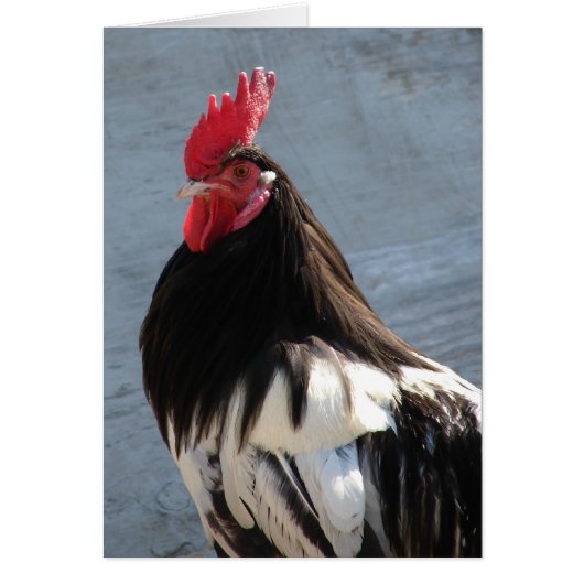 Lakenvelder Rooster (Voorkant)