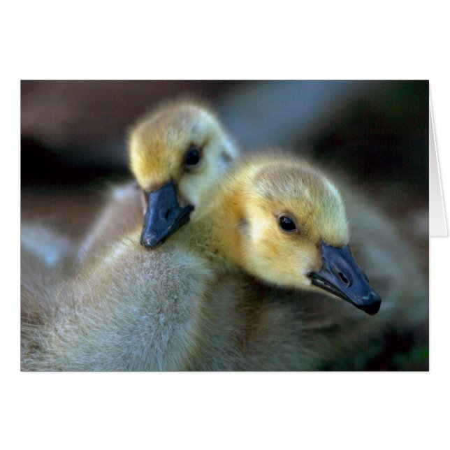 Lakeside (Voorkant Horizontaal)