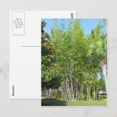 Lakeside Bamboo Briefkaart (Voorkant / Achterkant)