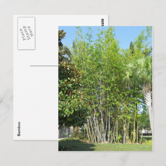 Lakeside Bamboo Briefkaart (Voorkant / Achterkant)