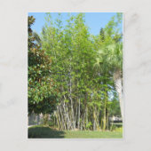 Lakeside Bamboo Briefkaart (Voorkant)