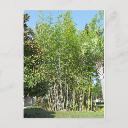 Lakeside Bamboo Briefkaart (Voorkant)