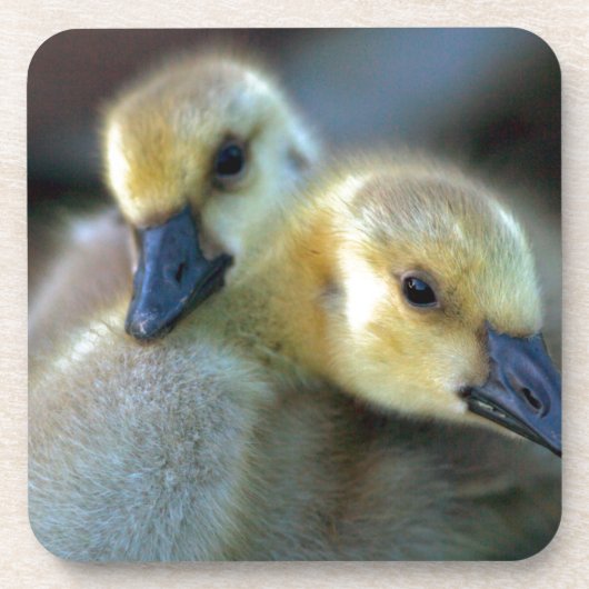 Lakeside Drankjes Onderzetter (Voorkant)