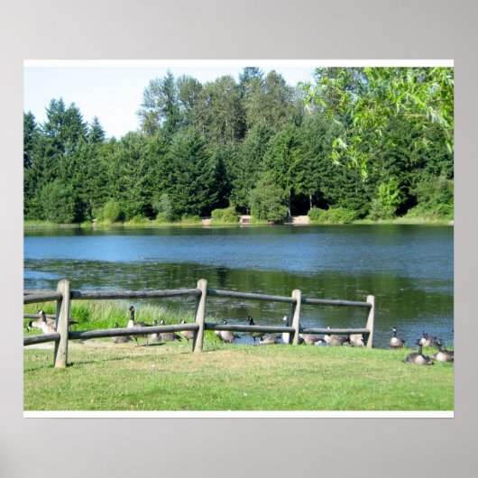 Lakeside Geese in het Park Poster (Voorkant)