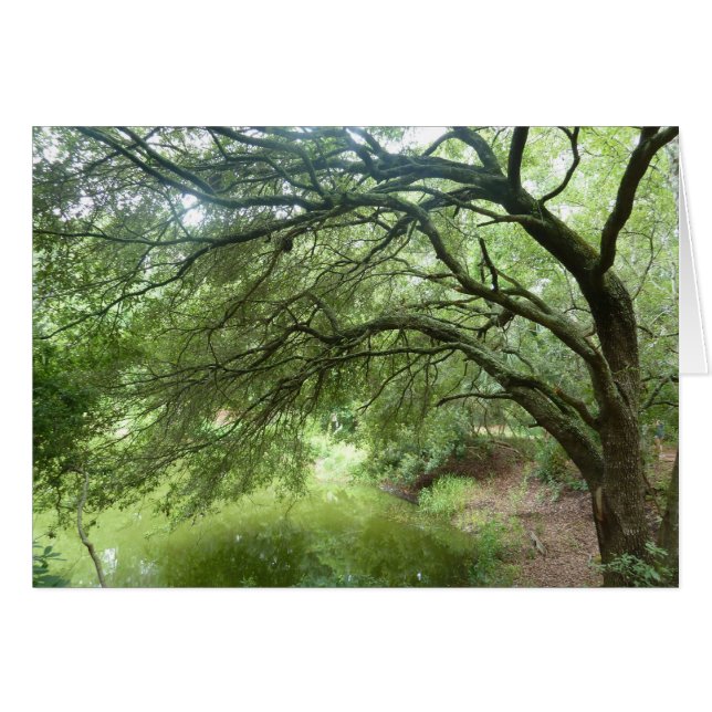 Lakeside Oak op Hilton Head Natuur Preserve (Voorkant Horizontaal)