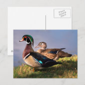 Lakeside, Wood Duck Briefkaart (Voorkant / Achterkant)
