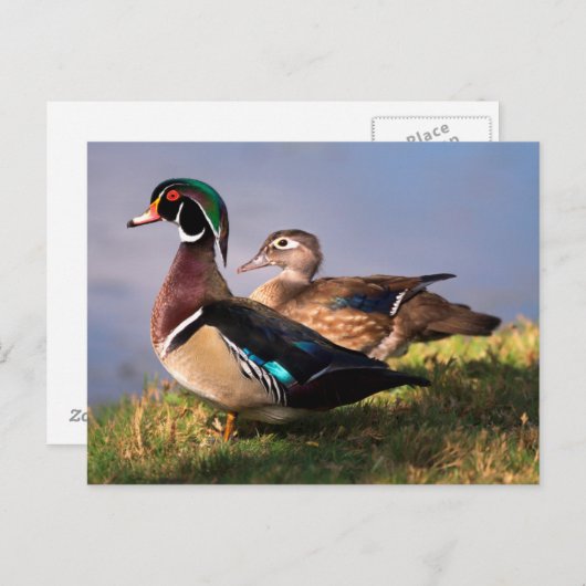 Lakeside, Wood Duck Briefkaart (Voorkant / Achterkant)