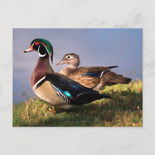 Lakeside, Wood Duck Briefkaart