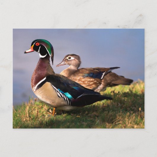 Lakeside, Wood Duck Briefkaart (Voorkant)