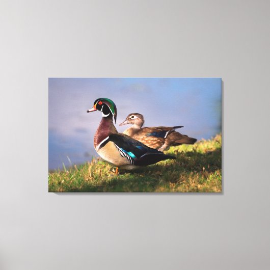 Lakeside, Wood Duck Canvas Afdruk (Voorkant)
