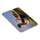 Lakeside, Wood Duck Magneet (Rechterzijde)