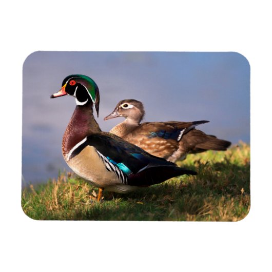 Lakeside, Wood Duck Magneet (Horizontaal)