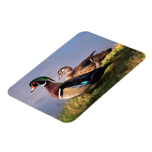 Lakeside, Wood Duck Magneet (Linkerzijde)