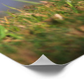 Lakeside, Wood Duck Poster (Hoek)