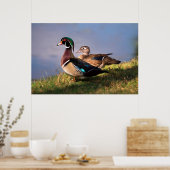 Lakeside, Wood Duck Poster (Keuken)