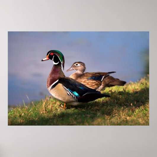 Lakeside, Wood Duck Poster (Voorkant)