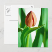 Lala Tulip Briefkaart (Voorkant / Achterkant)
