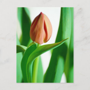 Lala Tulip Briefkaart