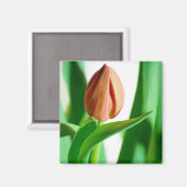 lala Tulip Magnet (Voorkant / Achterkant)