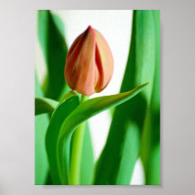 lala Tulpenprint