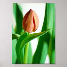 lala Tulpenprint Poster