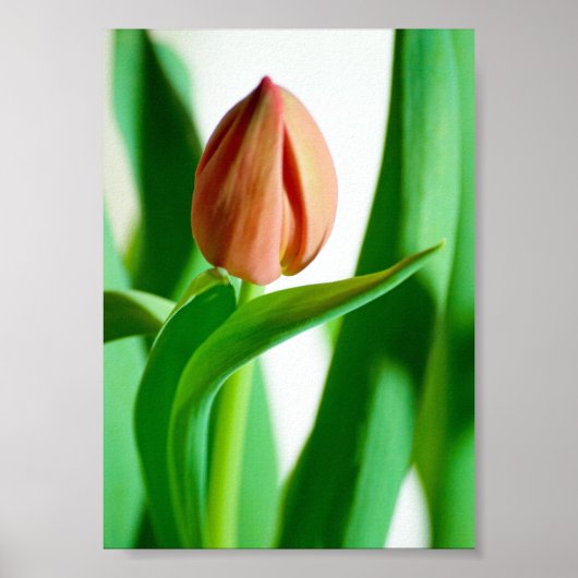 lala Tulpenprint Poster (Voorkant)