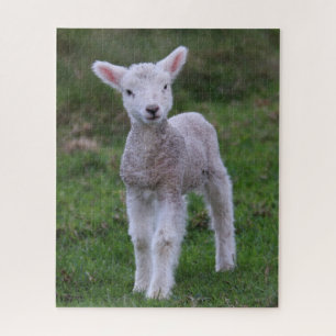 Lam Baby Schaap Boerderij Dier Legpuzzel
