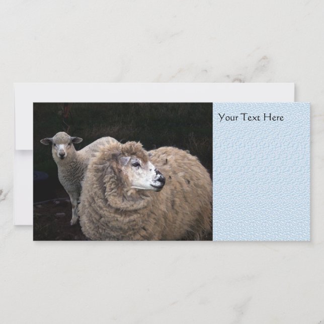 Lam en schaap (Voorkant)