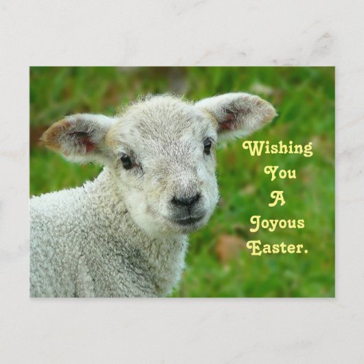 lam feestdagenkaart (Voorkant)